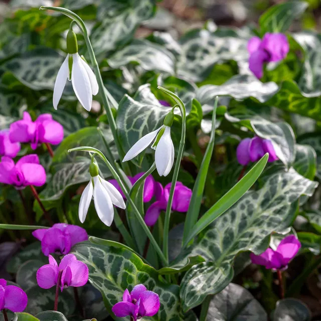 Sarah Raven Bulbs Galanthus woronowii Blumenzwiebeln 50 Stück