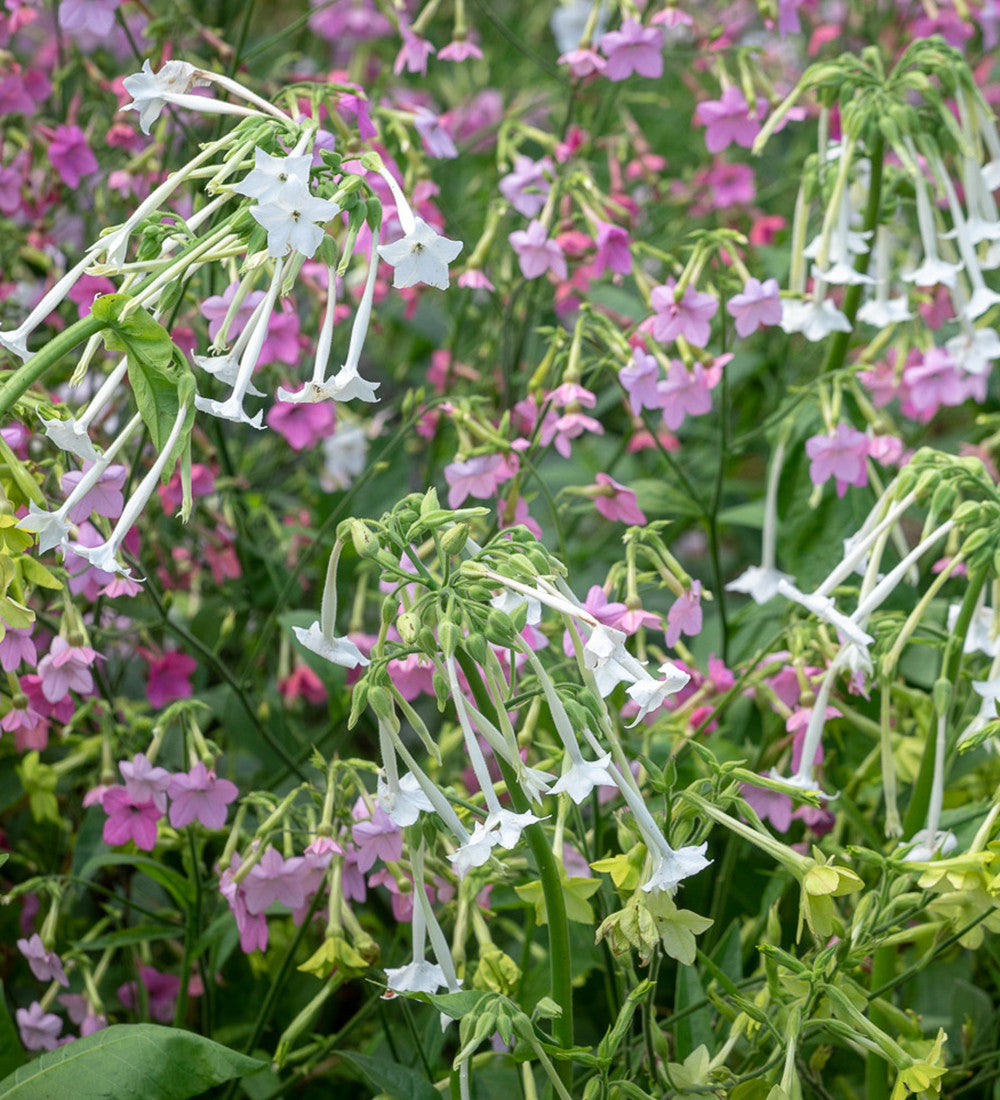 Sarah Raven Seeds Nicotiana Schatten Samen 3 Tütchen