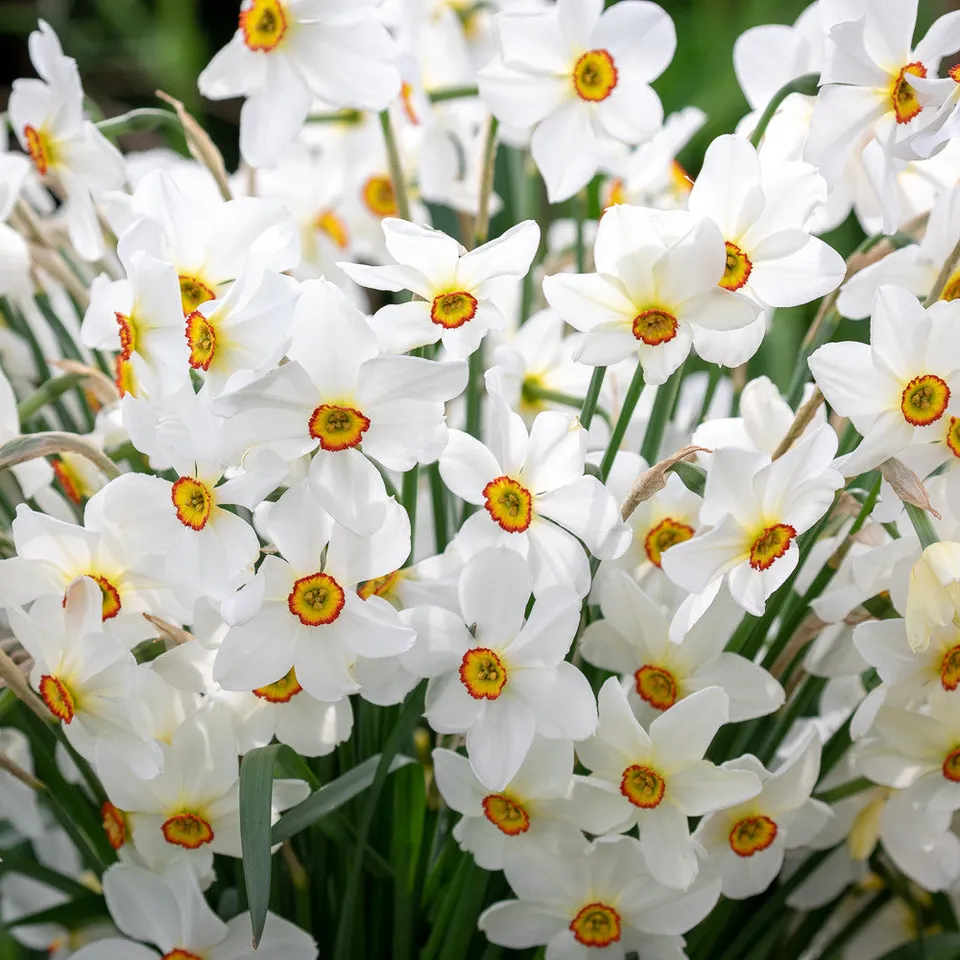 Sarah Raven Bulbs Narcissus Actaea Blumenzwiebeln 15 Stk Duft