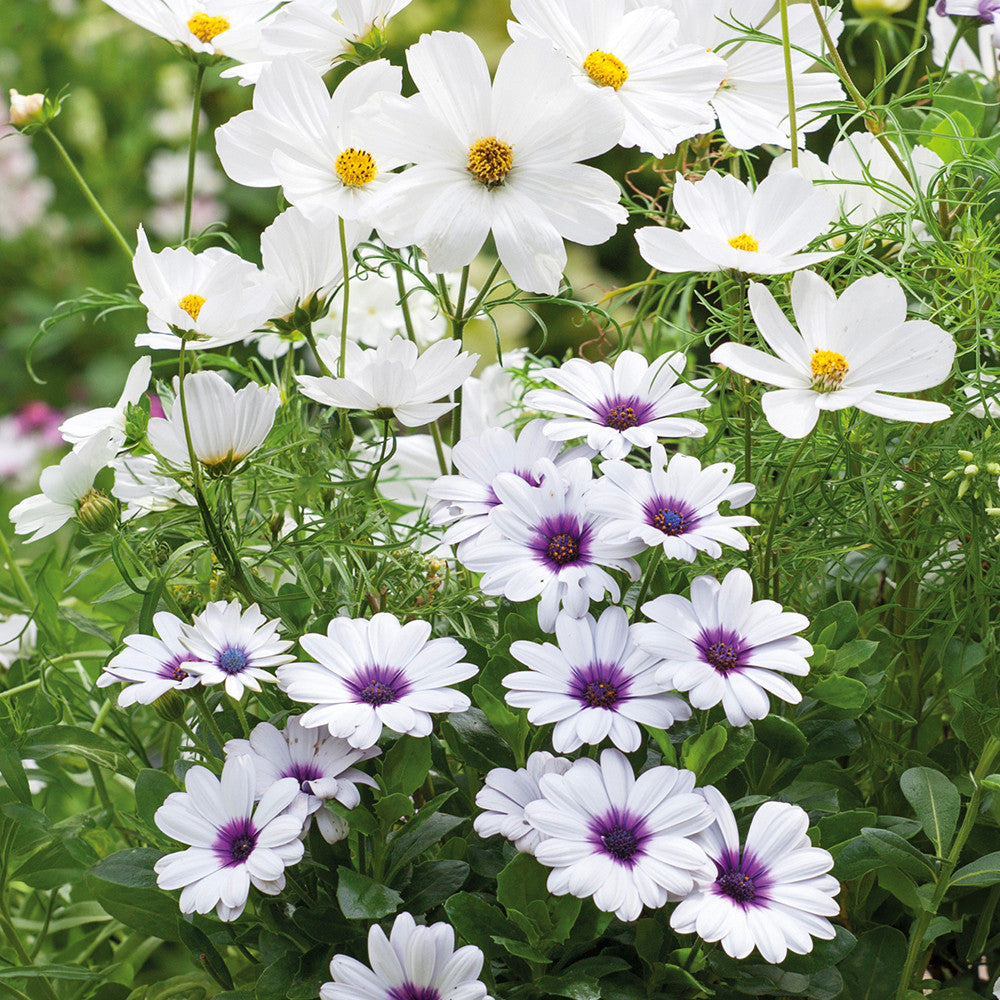 Sarah Raven Plants White Pot Collection Pflanzen 6x9cm Topf Weiß