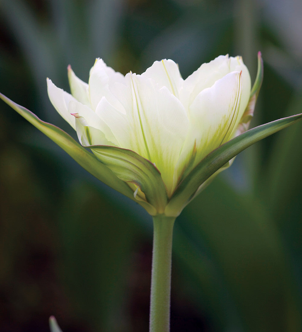 Sarah Raven Bulbs Apricot White Tulip Mix Blumenzwiebeln 30 Stück