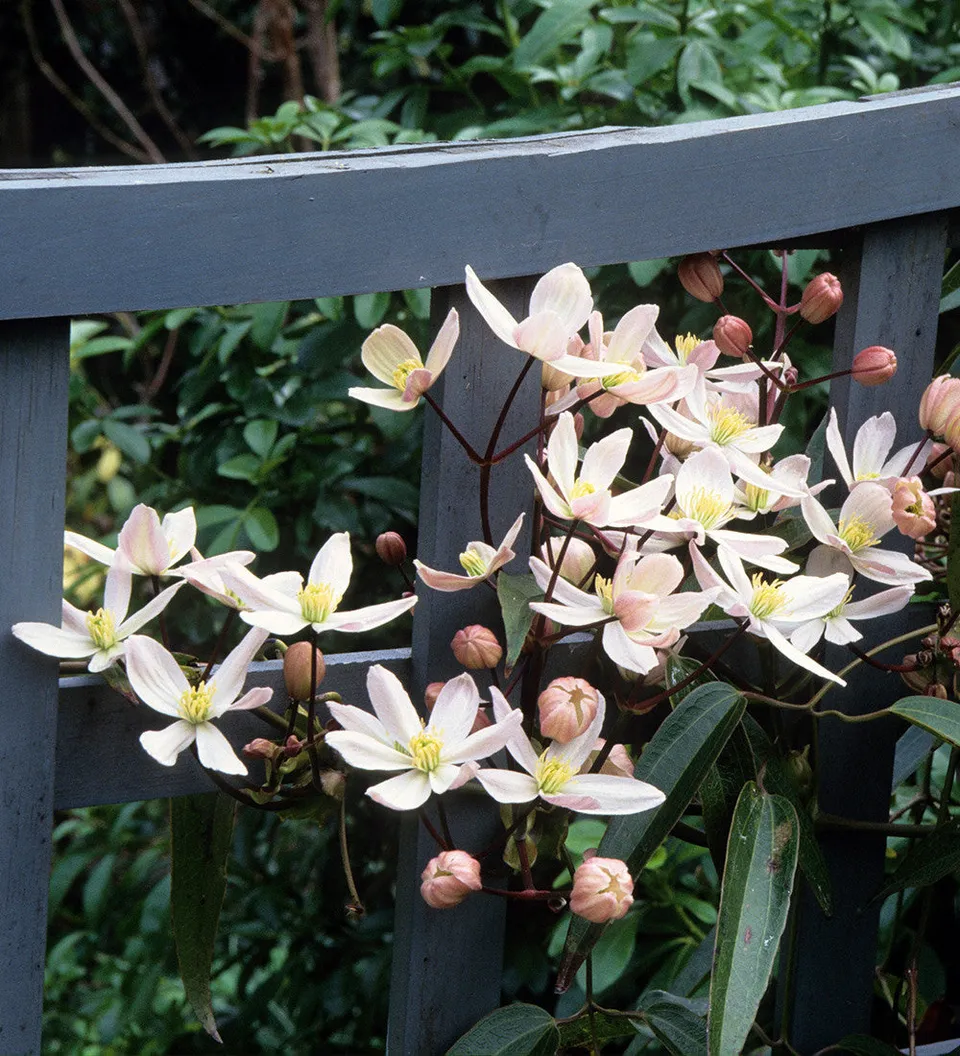 Sarah Raven Clematis armandii Apple Blossom Pflanze 2L Topf