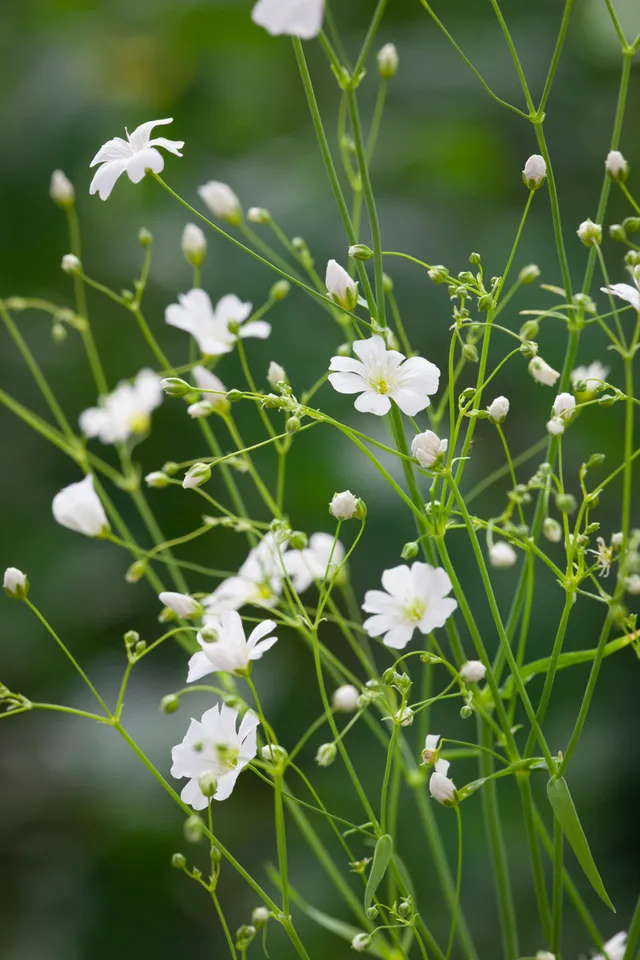 Sarah Raven Gypsophila Covent Garden Samen 1000 Stück weiß