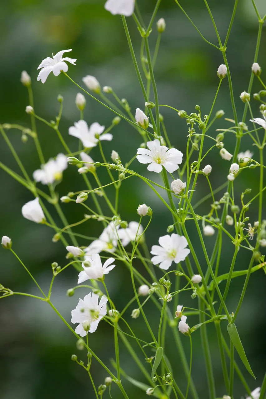 Sarah Raven Gypsophila Covent Garden Samen 1000 Stück weiß