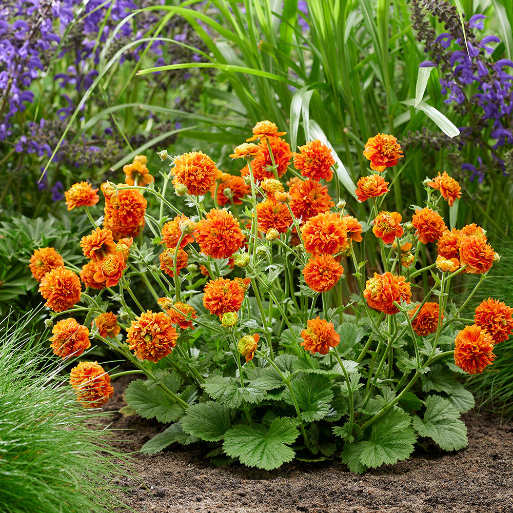 Sarah Raven Plants Geum Orange Pumpkin Pflanze 3x9cm orange