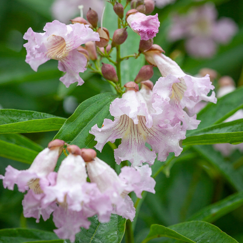Sarah Raven Seeds Chitalpa Summer Bells Topf 2L duftend