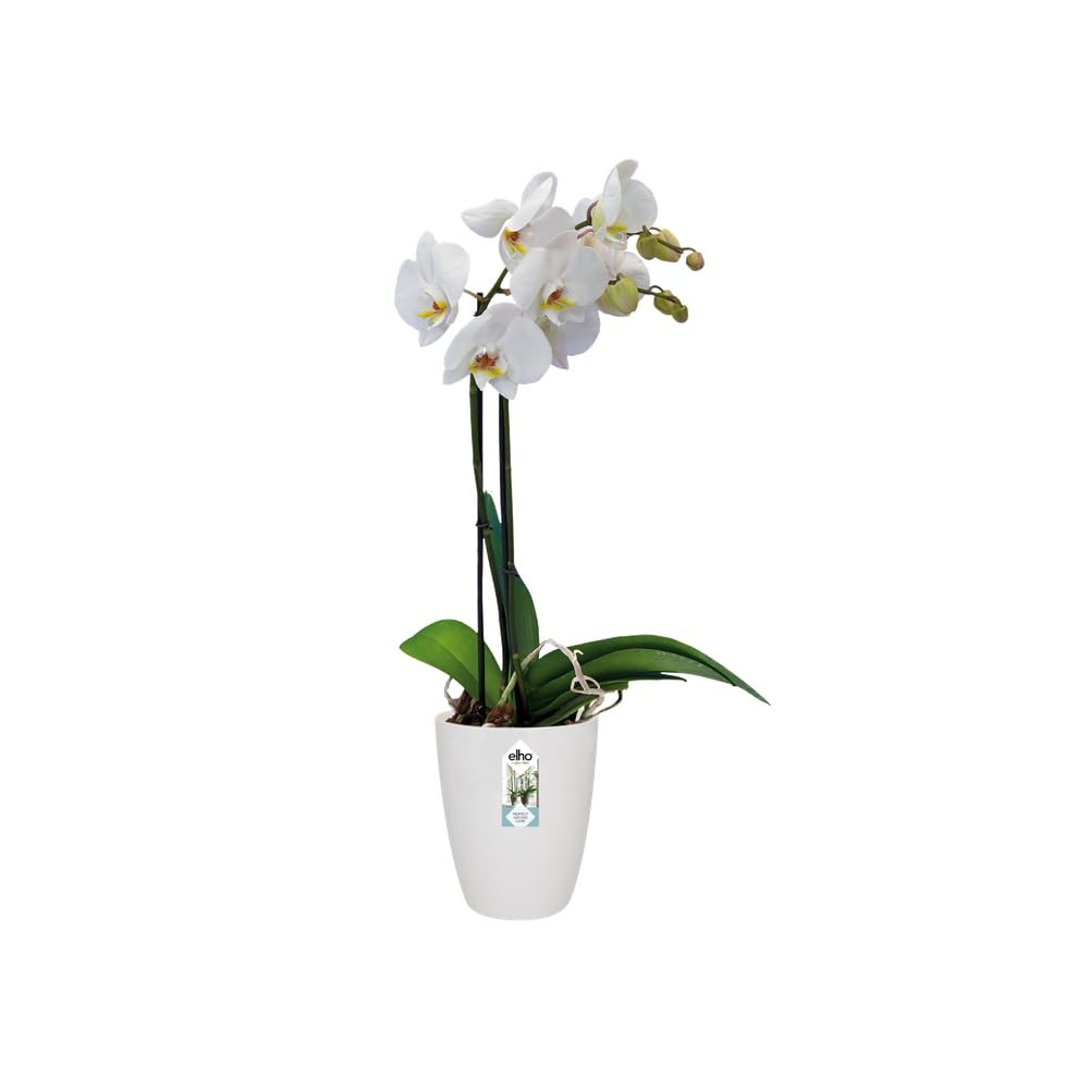 elho Brussels Orchidee Hoch 12,5 Blumentopf Weiss für innen