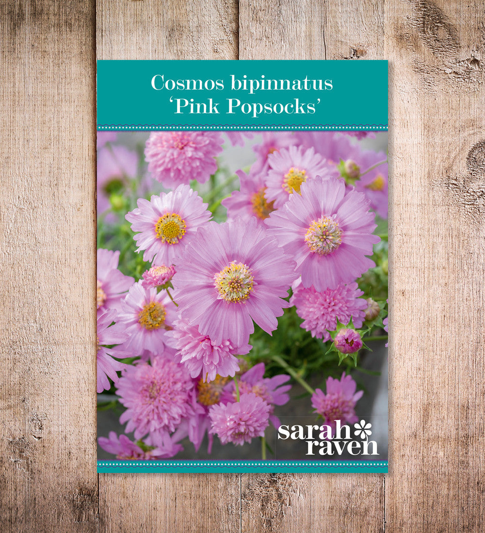 Sarah Raven Plants Cosmos Pink Popsocks Blumensamen 50 Samen rosa