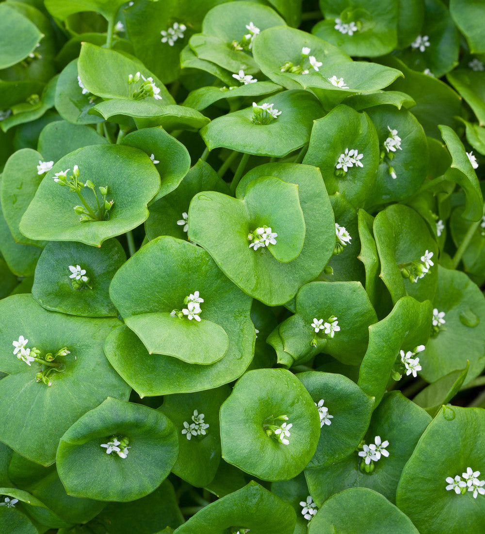 Sarah Raven Seeds Winterportulak Claytonia Gemüsesamen 500 Stück winterhart