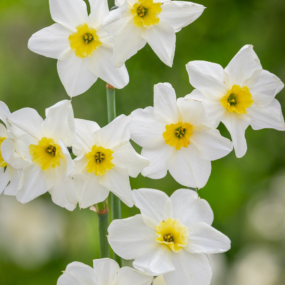 Sarah Raven Bulbs Narzisse Lieke Blumenzwiebeln 10 Zwiebeln Duft