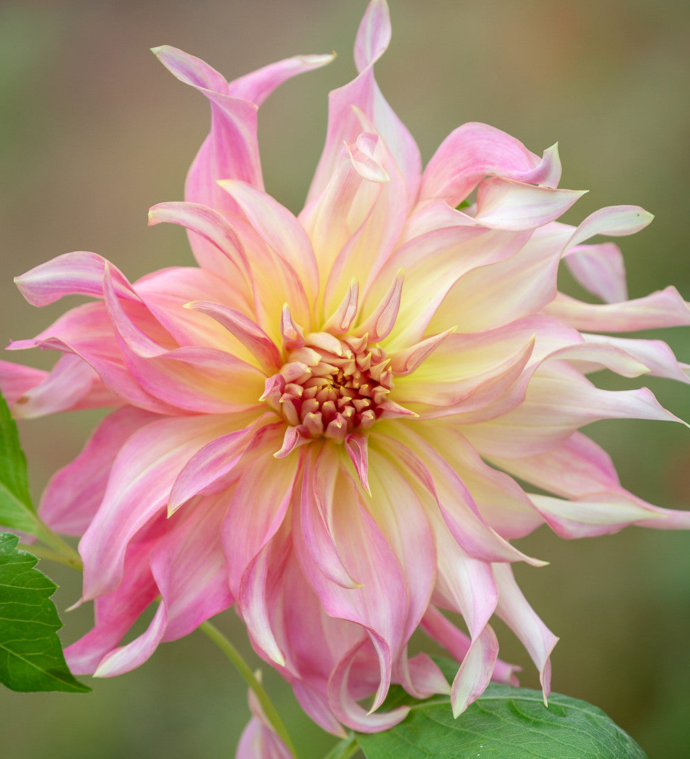 Sarah Raven Rajasthan Dahlien Kollektion 5 Knollen großblütig