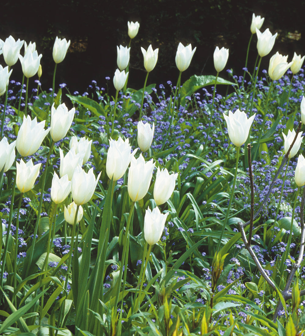 Sarah Raven Bulbs Tulip White Triumphator Blumenzwiebel 15 weiß