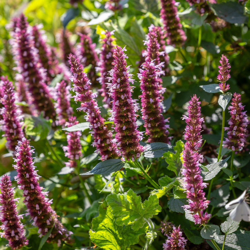 Sarah Raven Agastache Beelicious Pink Staude 3x9cm rosa