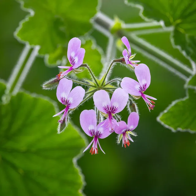 Sarah Raven Plants Pelargonium Cavendish Pflanze 2 Liter Duftblatt