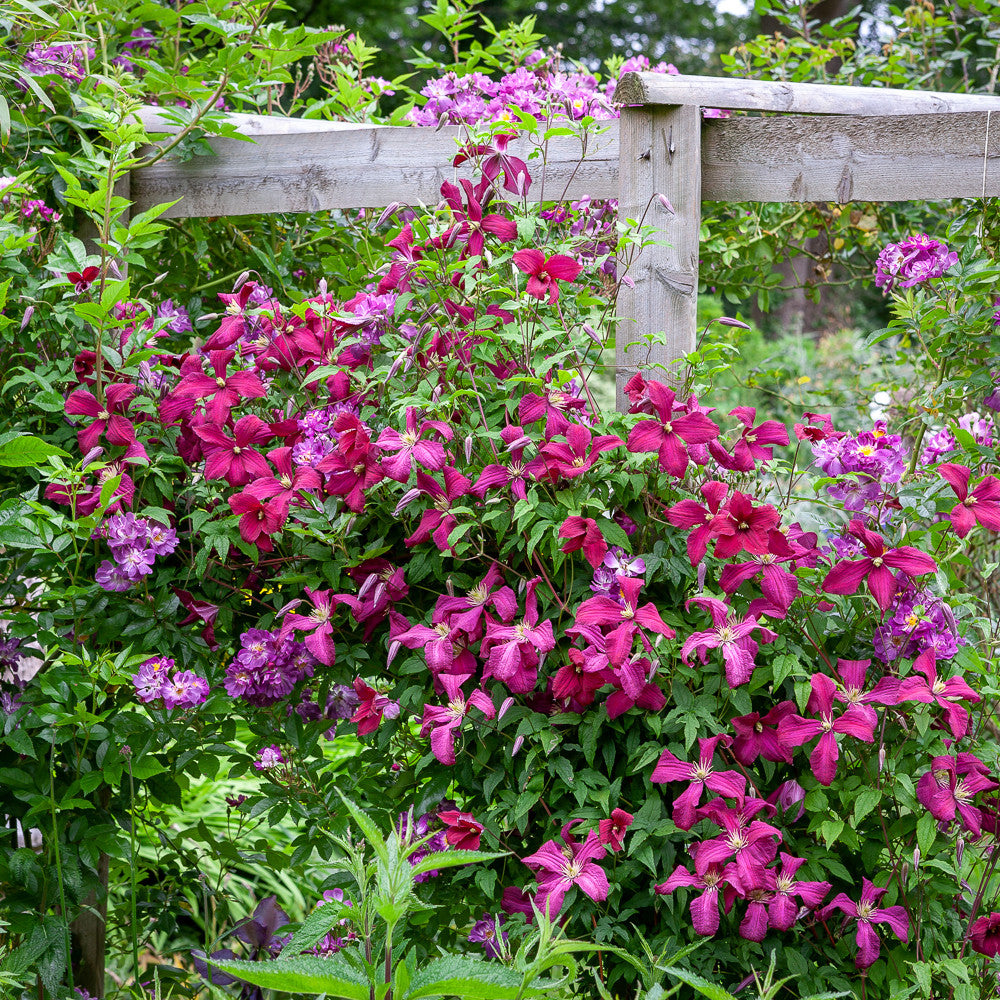 Sarah Raven Plants Clematis viticella Madame Julia Correvon Pflanze 2 Liter