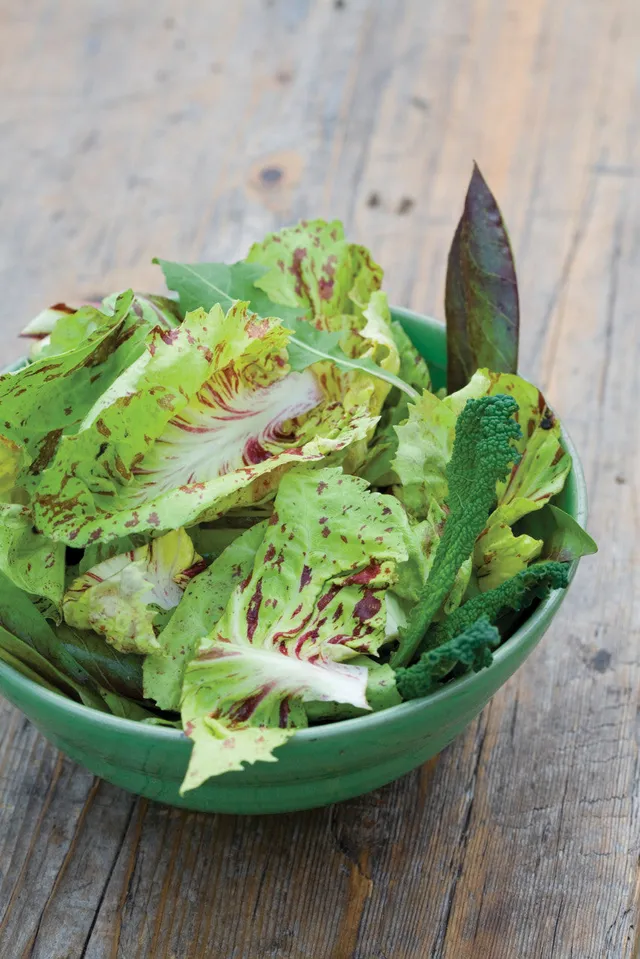 Sarah Raven Seeds Chicory Variegato di Castelfranco Samen 400