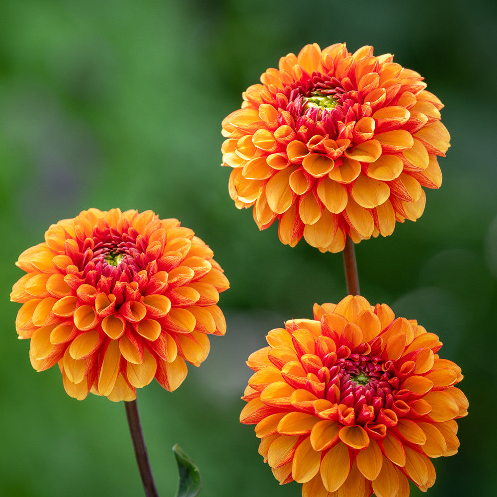 Sarah Raven Bulbs Dahlie American Sunset Knolle Orange 1 Knolle