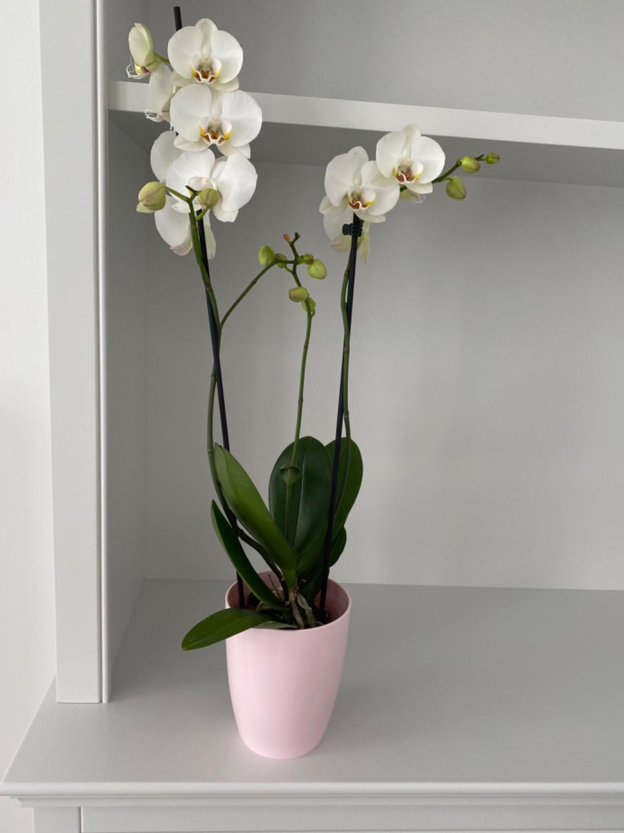 elho Brussels Diamond Orchideentopf 10,5 cm rosa Belüftung