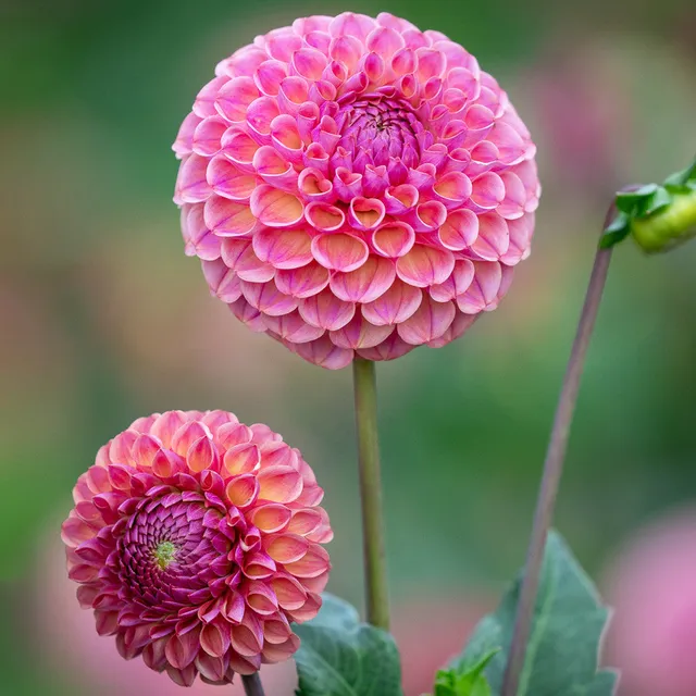 Sarah Raven Caitlin's Joy Dahlie 1 Knolle rosa-aprikot