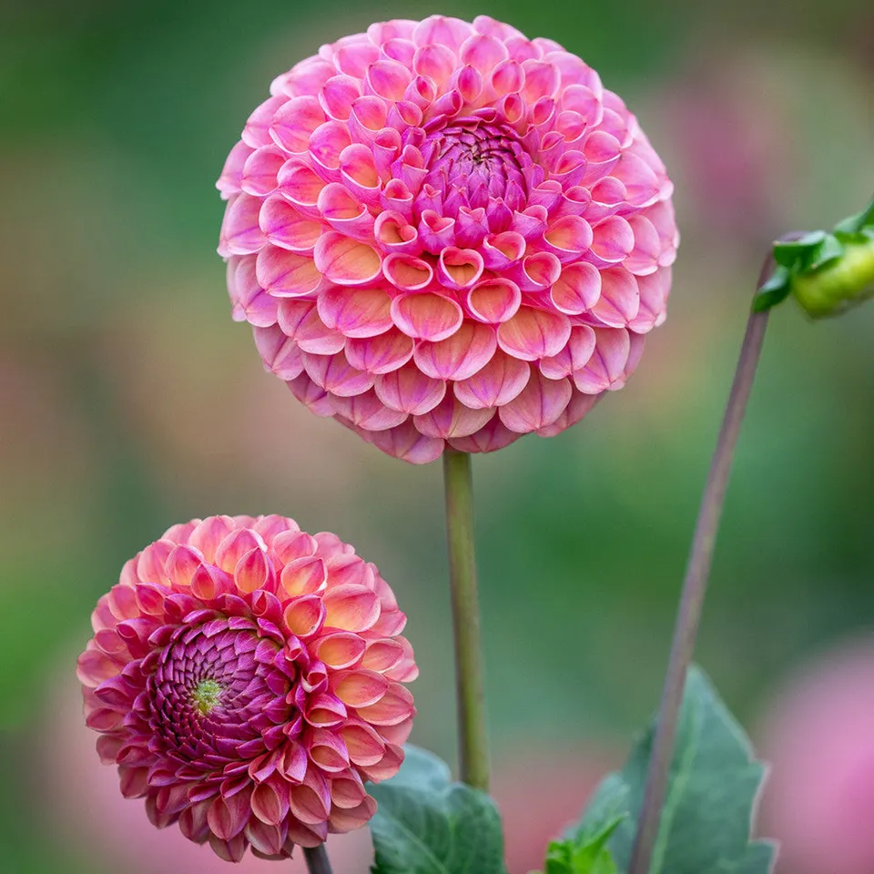 Sarah Raven Caitlin's Joy Dahlie 1 Knolle rosa-aprikot