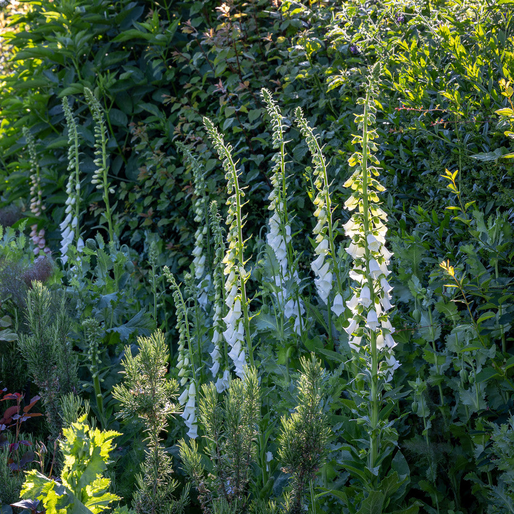 Sarah Raven Plants Digitalis Albiflora Fingerhut Samen 340 Stück creme
