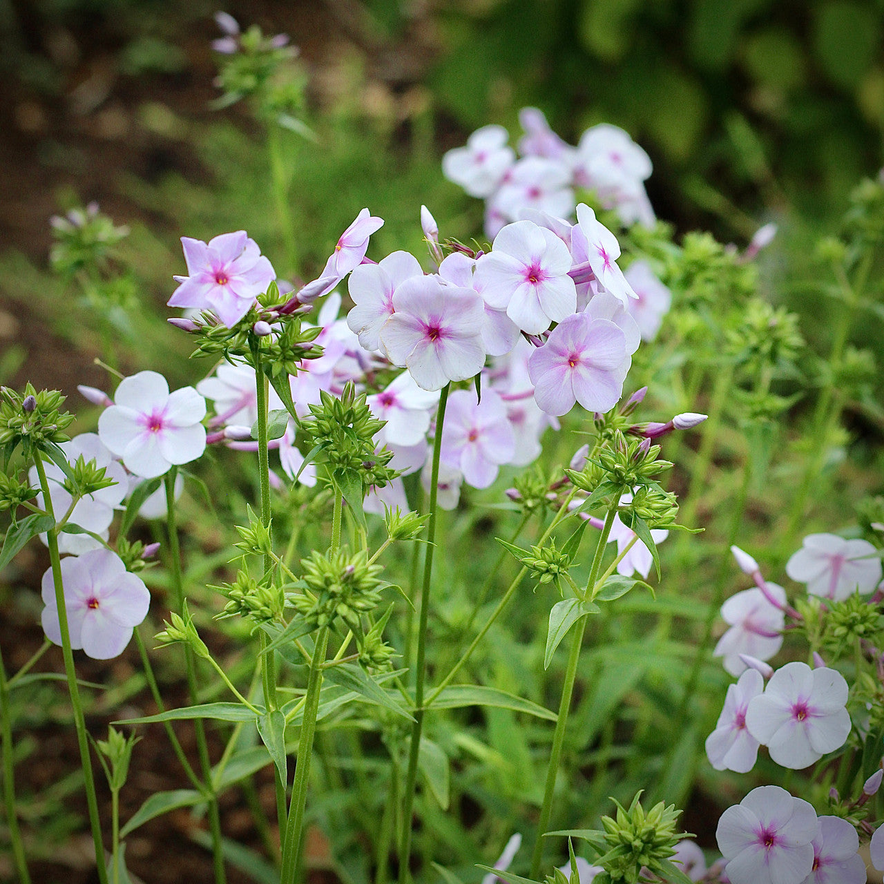 Sarah Raven Plants Phlox Lavender Ice Staude 3x 9cm Topf