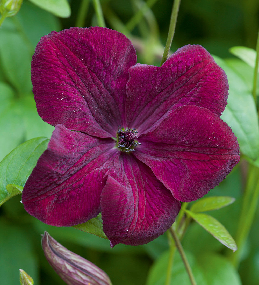 Sarah Raven Clematis Royal Velours Pflanze 2 Liter Topf