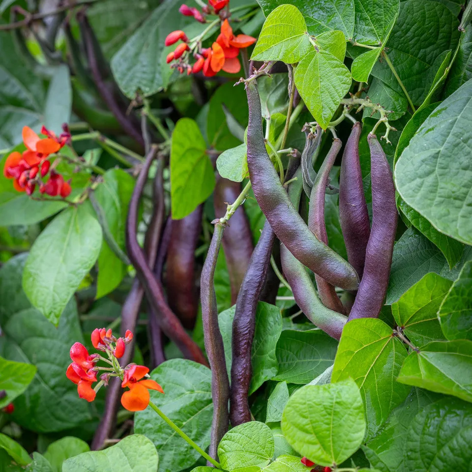Sarah Raven Seeds Runner Bean Black Knight Bohnensamen 40 Samen rot