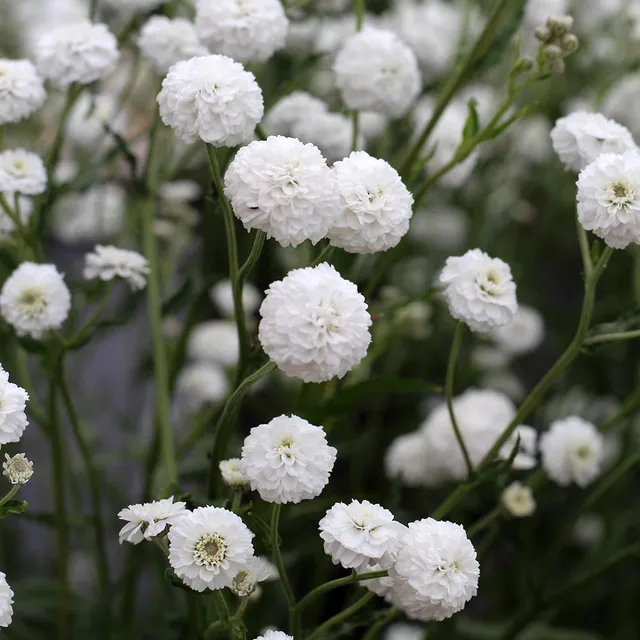 Sarah Raven Plants Achillea Peter Cottontail Pflanze 3x9cm weiß