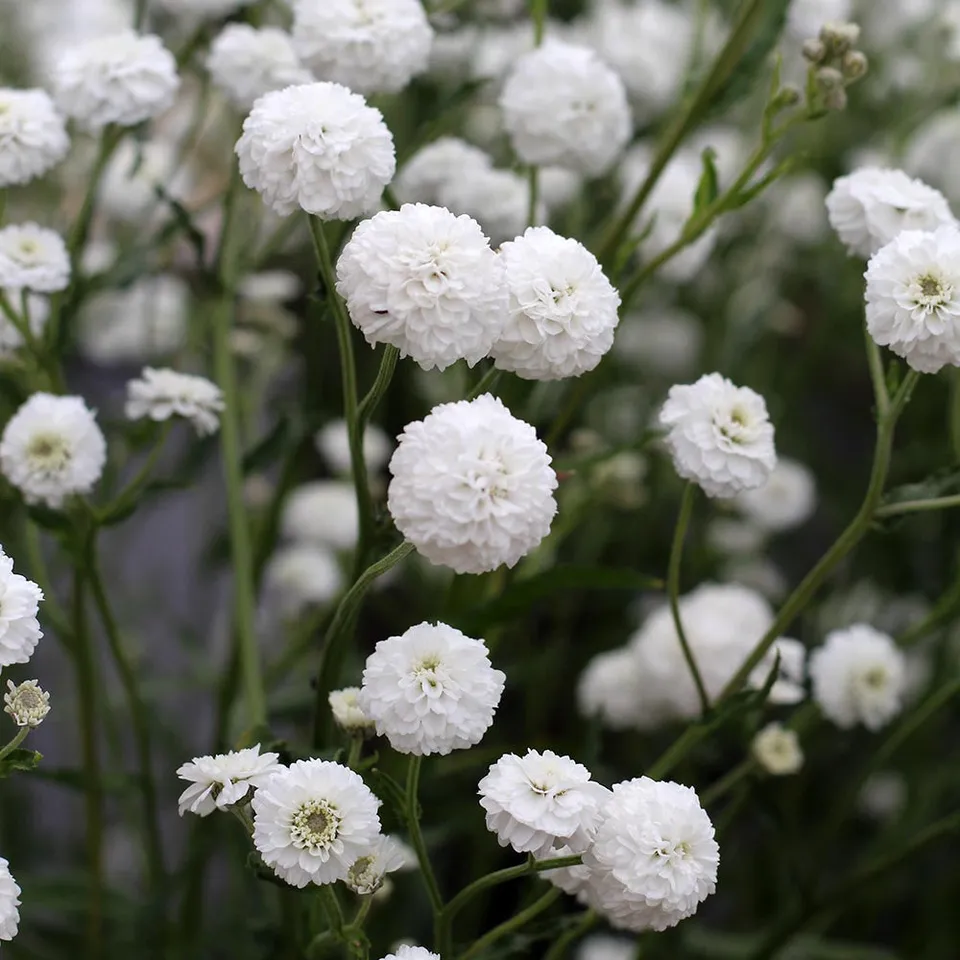 Sarah Raven Plants Achillea Peter Cottontail Pflanze 3x9cm weiß