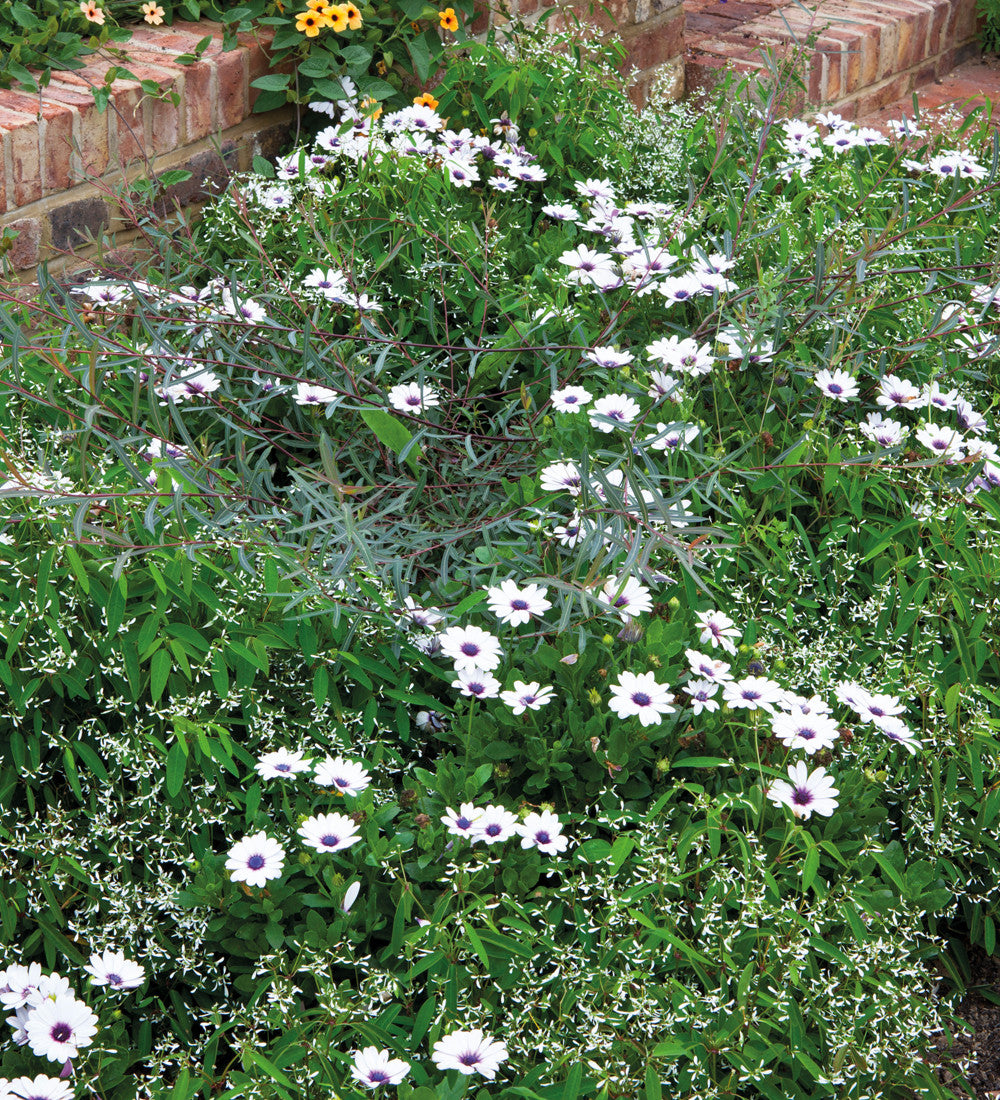 Sarah Raven Osteospermum Akila White Purple Eye Pflanze 3x9cm weiß