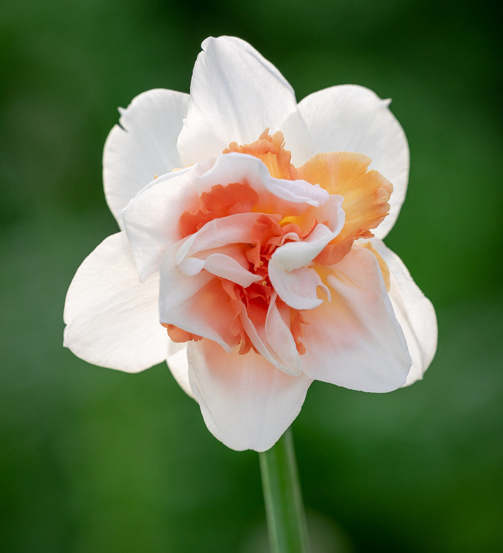 Sarah Raven Bulbs Narzisse My Story Blumenzwiebeln 15 Stück duftend