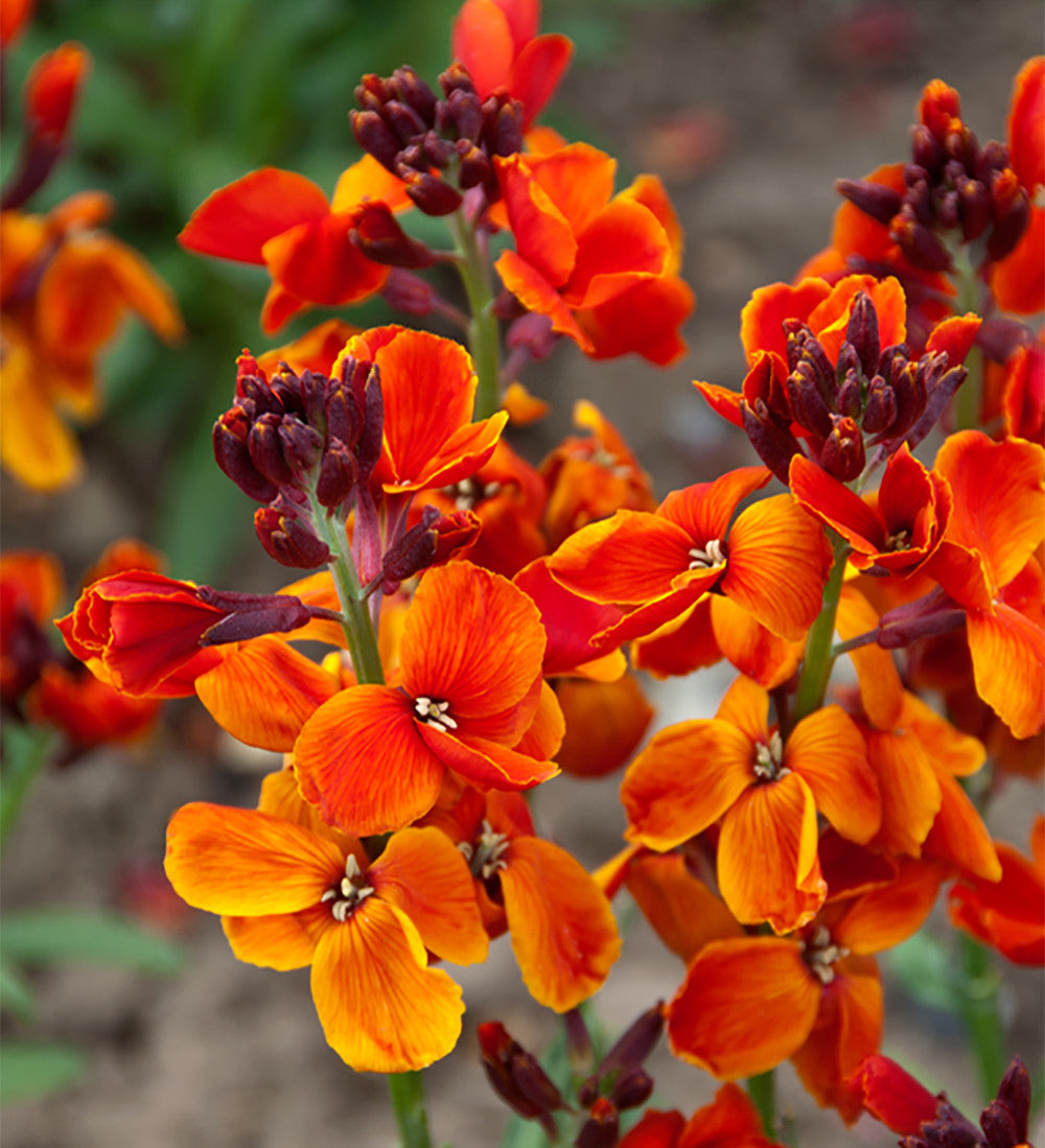 Sarah Raven Rich Sienna Tulpe Goldlack Kollektion 16 Stück orange