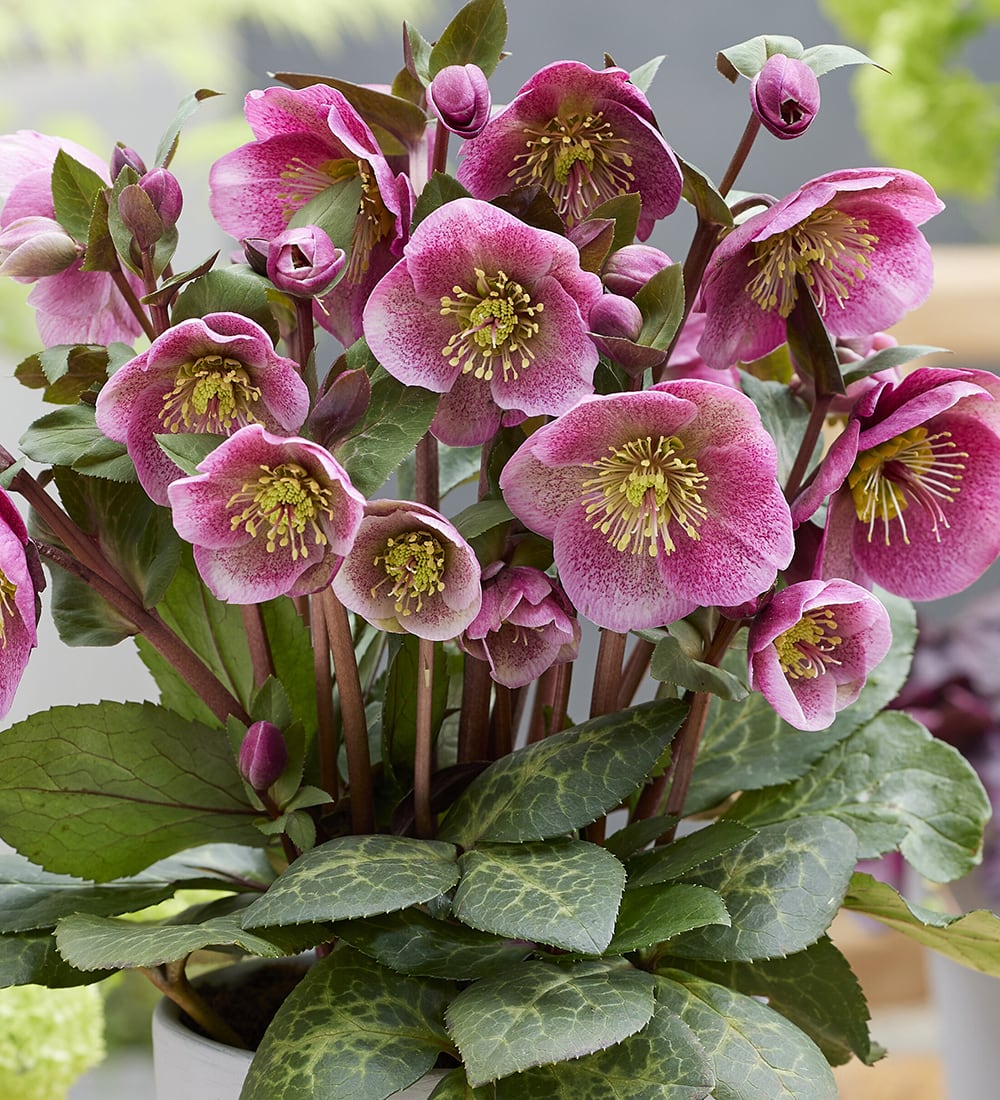 Sarah Raven Plants Helleborus Charmer Christrose 2 Liter Topf