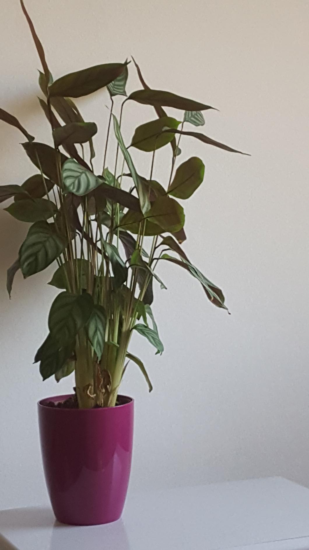 elho Brussels Diamond Orchidee Hoch 12.5 Topf Weiß