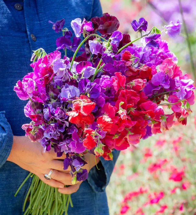 Sarah Raven Sweet Pea Collection Wicken 5 Samen