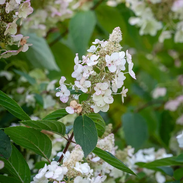 Sarah Raven Plants Hydrangea Kyushu Hortensie 2 Liter weiß