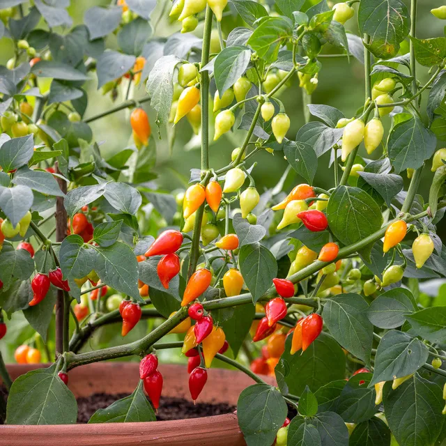 Sarah Raven Chilli Pepper Pearls Samen 10 Stück mittelscharf
