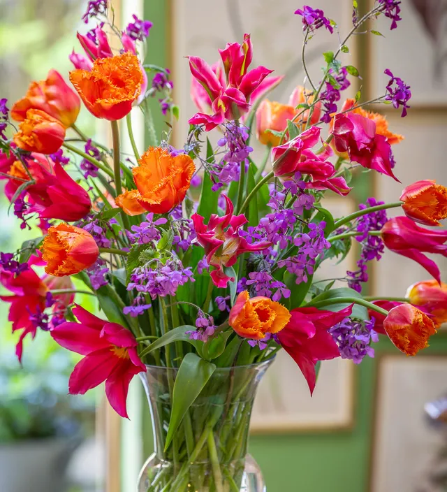 Sarah Raven Bulbs Fresh Fruit Tulpen 30 Blumenzwiebeln Mix