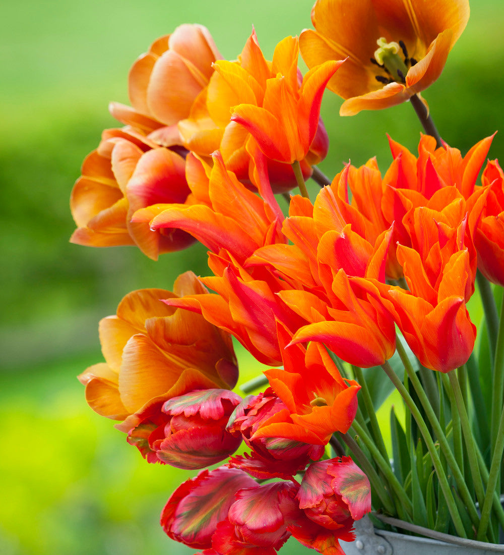 Sarah Raven Bulbs Tulpe Brown Sugar Zwiebeln 10 Stück
