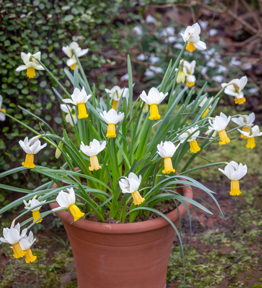Sarah Raven Bulbs Narcissus Winter Waltz Blumenzwiebeln 15 Stück