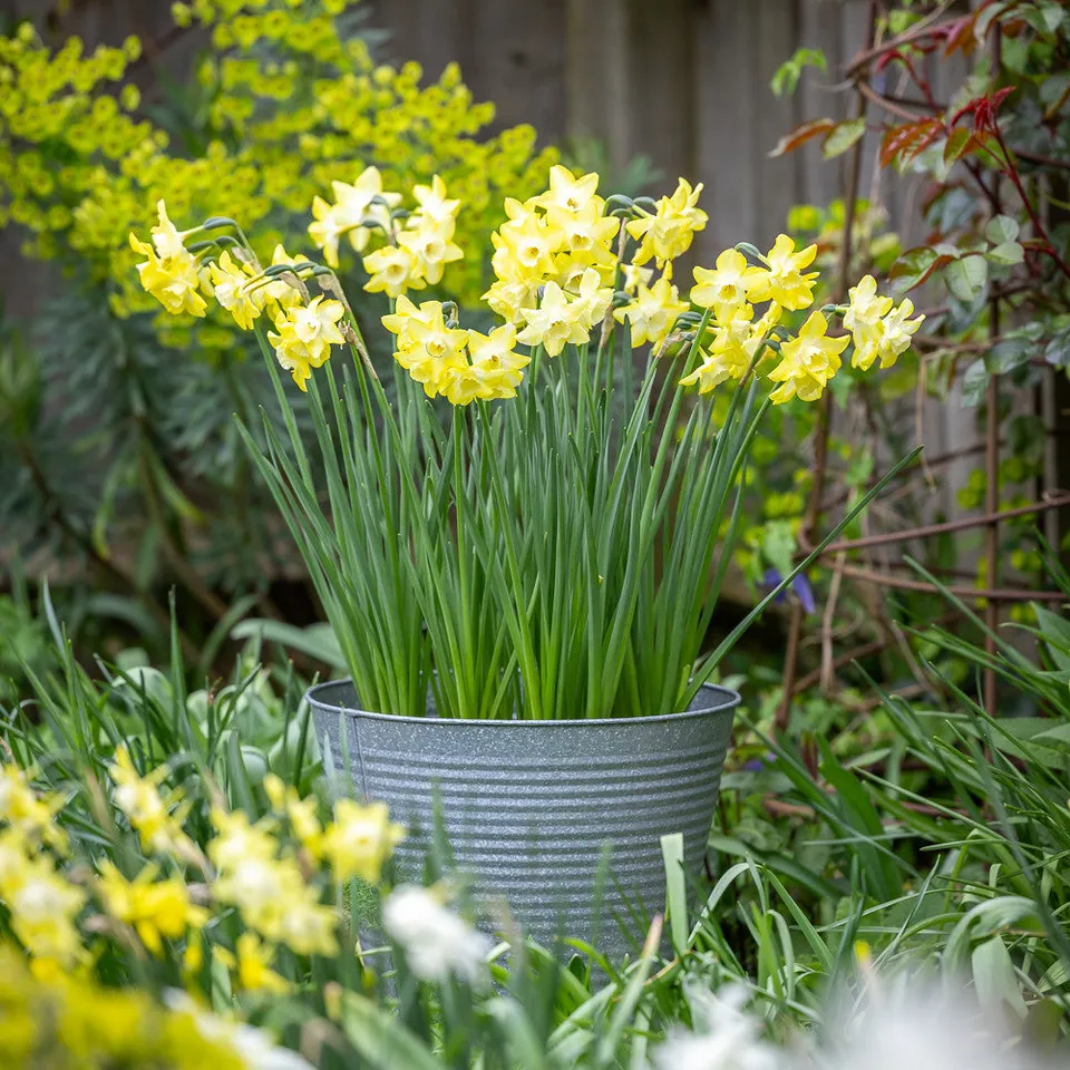 Sarah Raven Pipit Narzissen Blumenzwiebeln 15 duftend
