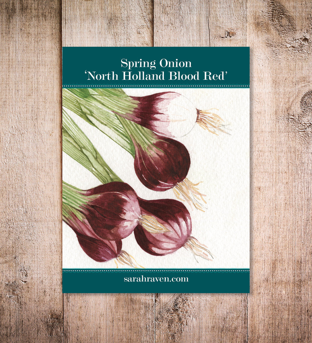 Sarah Raven Seeds Frühlingszwiebel North Holland Blood Red 500 Samen