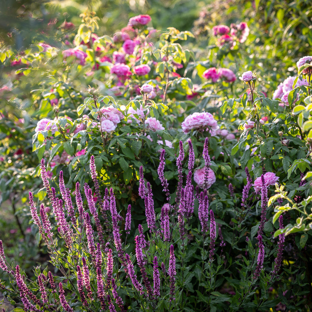 Sarah Raven Plants Salbei Caradonna Pink Inspiration Pflanze 3x9cm