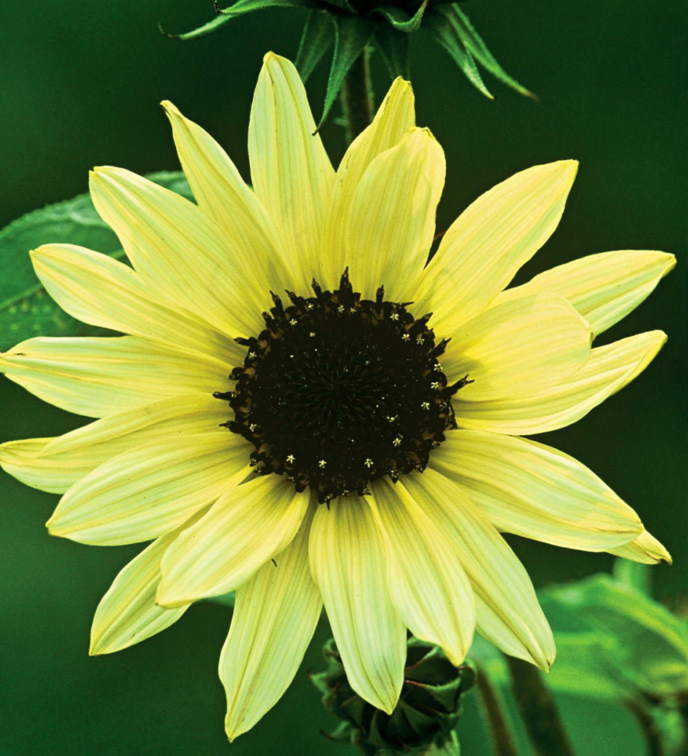 Sarah Raven Sonnenblumen Samen Kollektion 3 Tüten