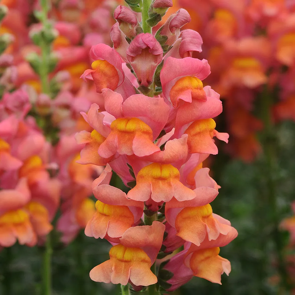 Sarah Raven Antirrhinum Potomac Deep Orange Samen 20 Stück