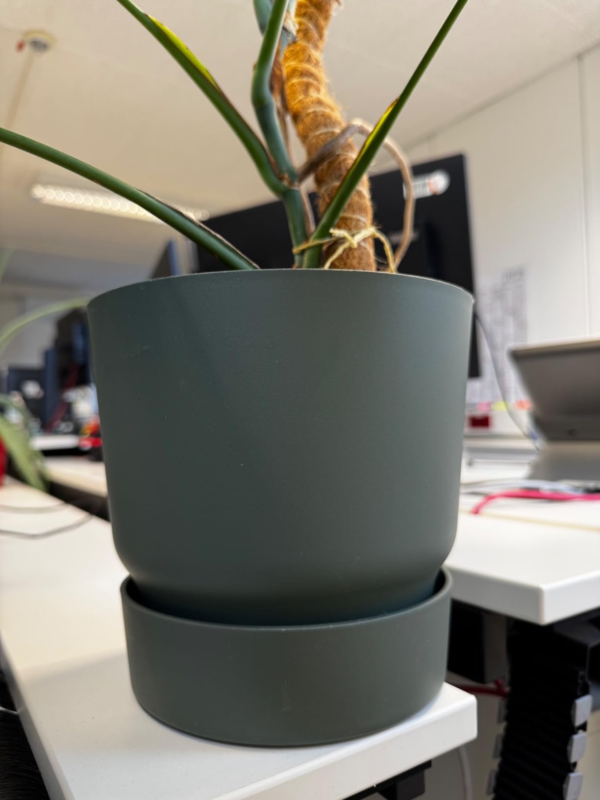 elho Greenville Rund 25 cm Blumentopf Living Schwarz frostbeständig