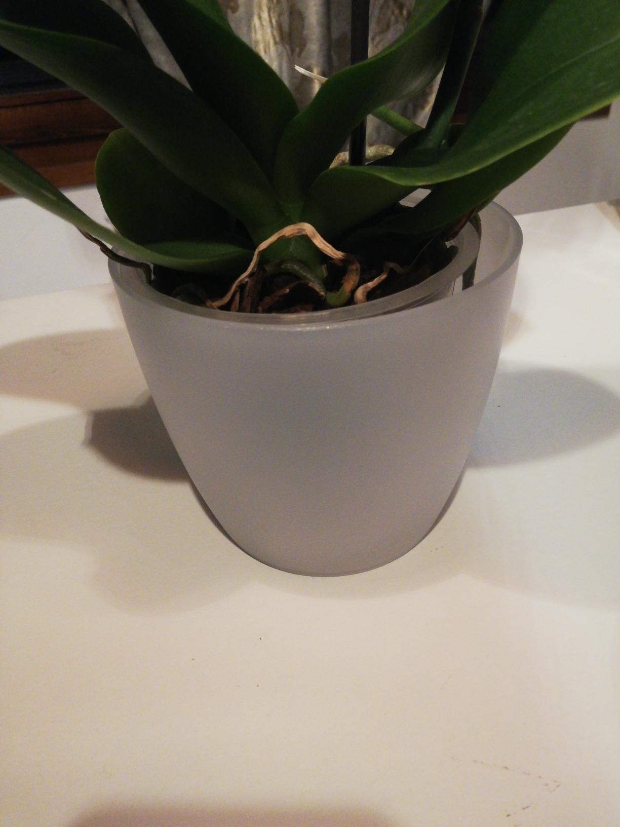 elho Brussels Orchideentopf 12,5 cm Transparent für innen