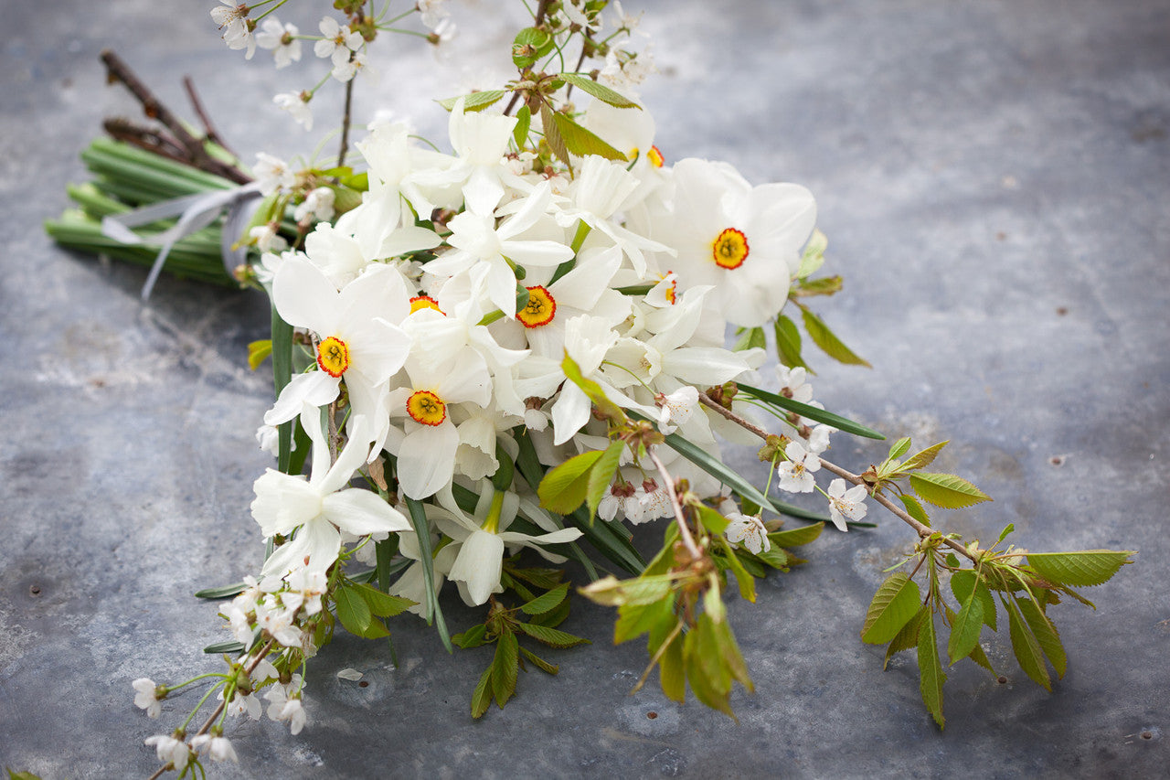 Sarah Raven Bulbs Narzisse Thalia Blumenzwiebeln 15 Stück elfenbein
