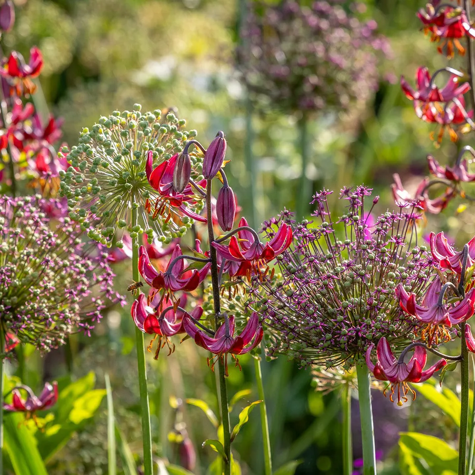 Sarah Raven Bulbs Martagon Allium Kollektion Blumenzwiebeln 27 Stk